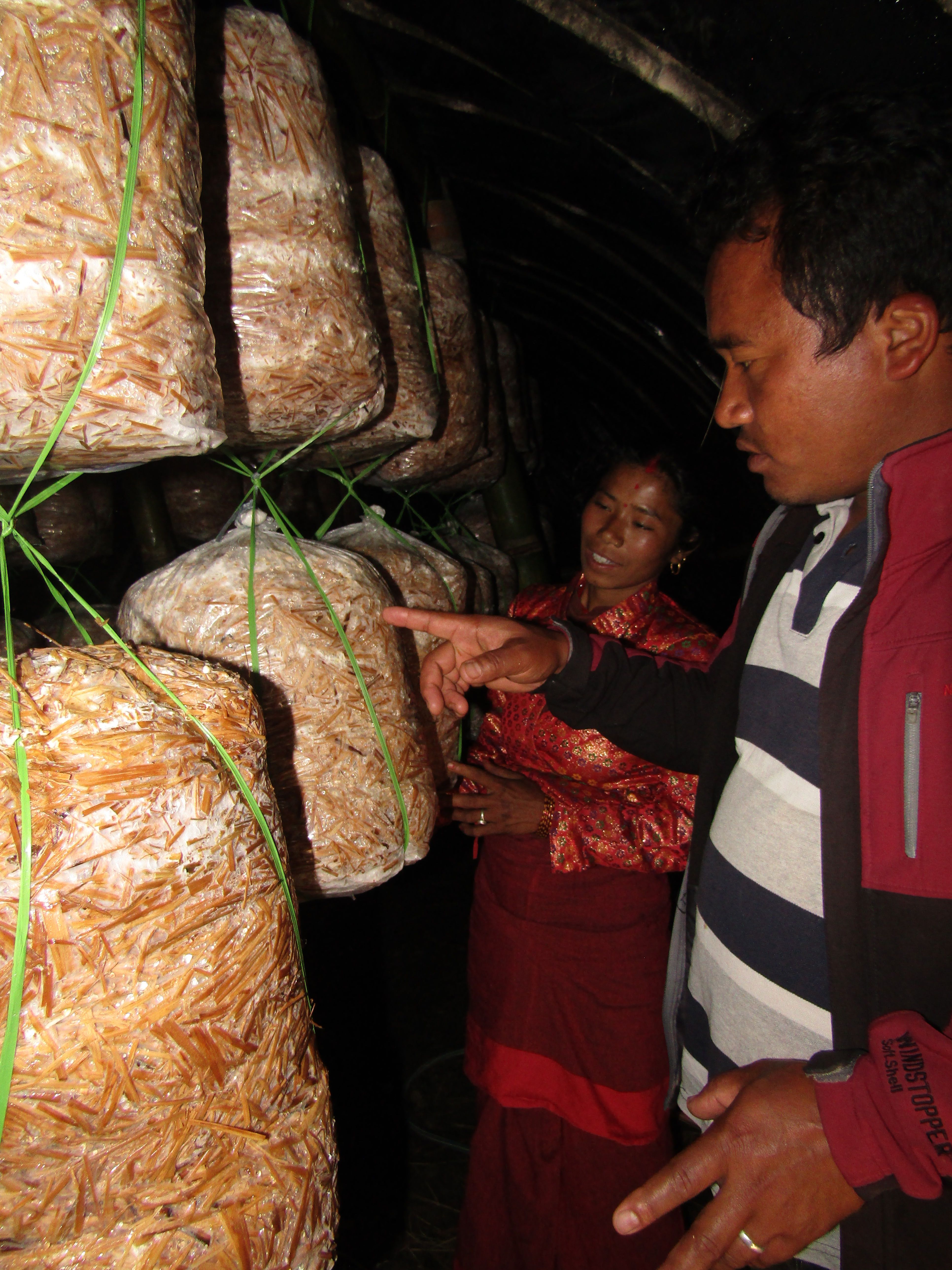 Growing mushrooms for nutrition and profit
