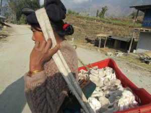 ETC women's group member taking a portion of her mushroom crop to sell