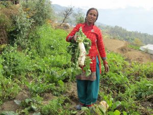 Woman farmer in Nepal with daikon radish