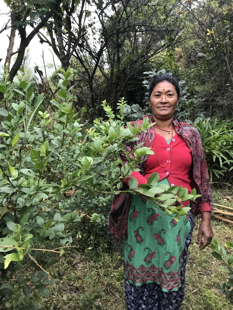 Woman with lemon sapling in Dolakha, Nepal