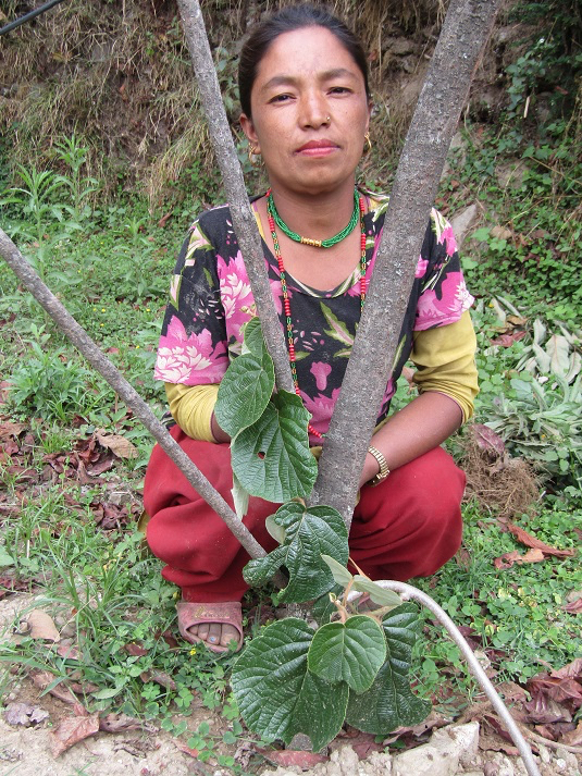 Woman with kiwi vine in rural Nepal