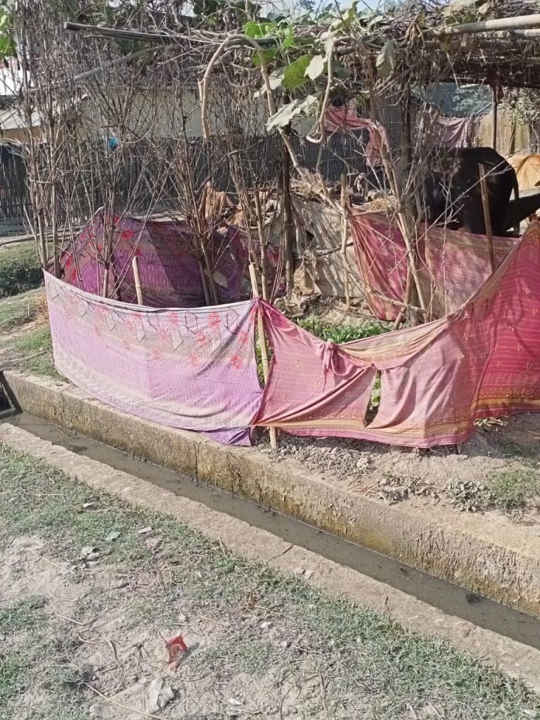 Kitchen garden, Dec. 2020