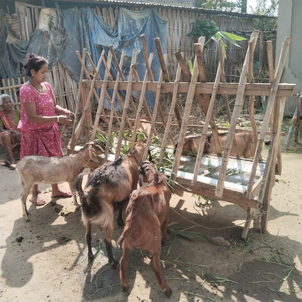 Nirmala raises goats