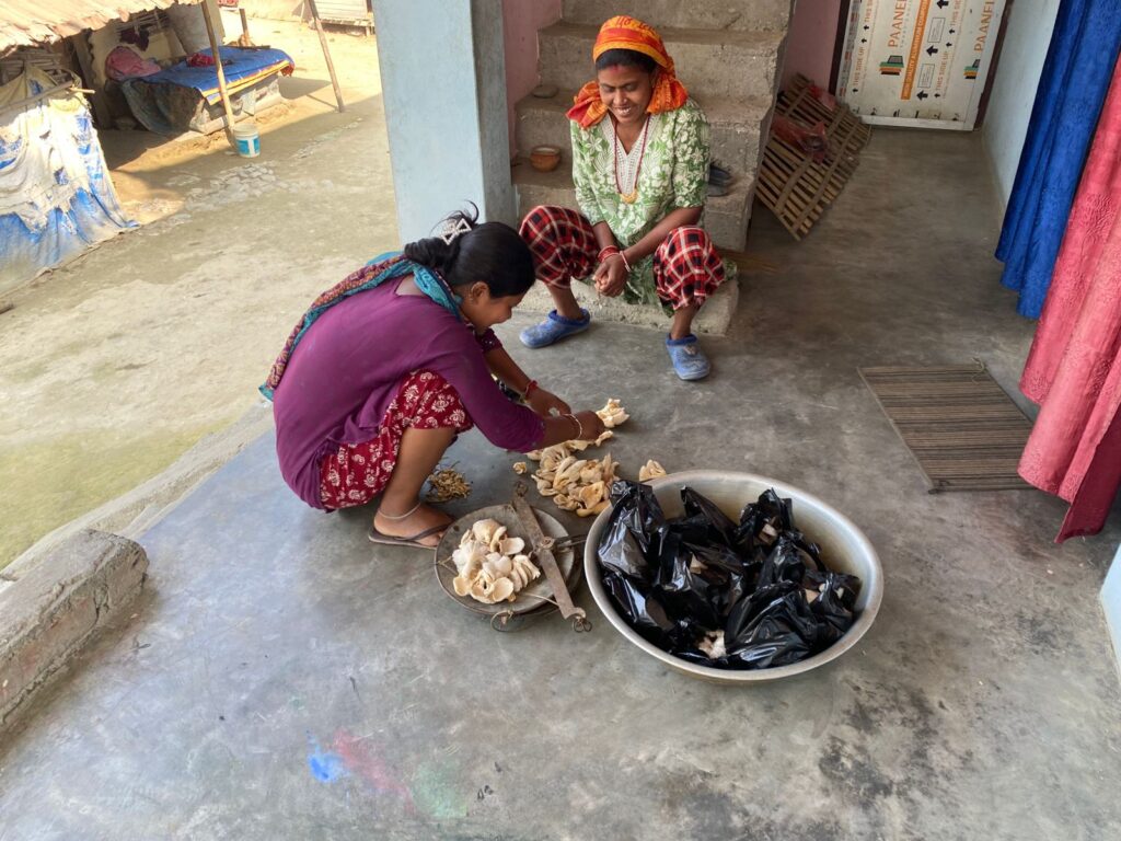 Packing mushrooms for sale