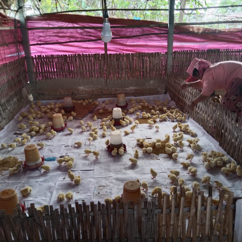 Chicks for distribution to women's group members